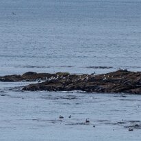 IMG_5776 15/10/2019 - Une escadrille de pélicans et de cormorans est venu nous rendre visite, pas pour nos beaux yeux mais parce que les sardines abondaient ce jour-là....